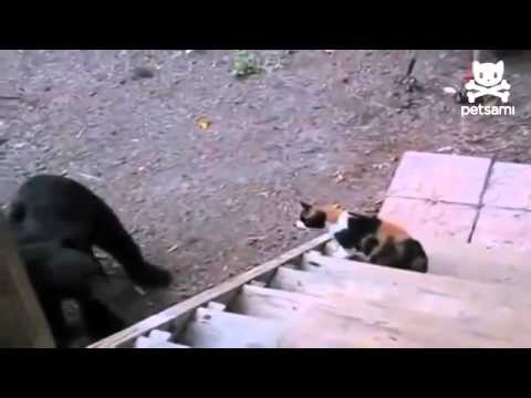 Котам медведи пофиг