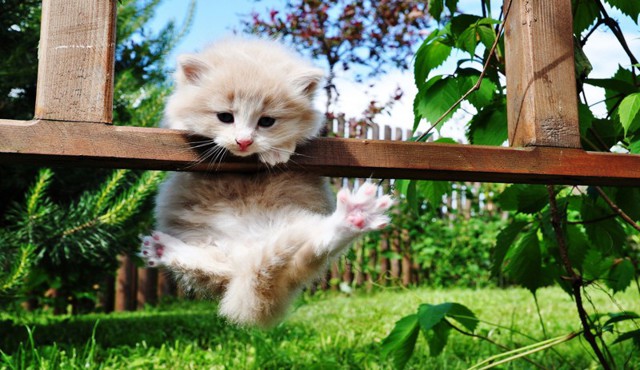 Котэ