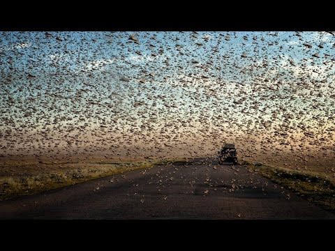 Саранча атакует Ростовскую область 