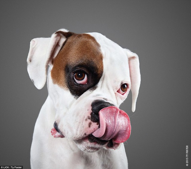 Фотограф создаёт коллекцию снимков собак, лижущих свои носы