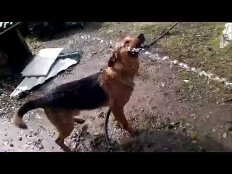 Ржачный пес 