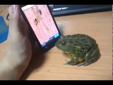 Жаба и самсунг