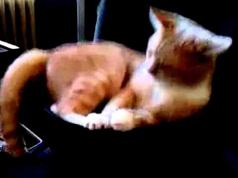 Кот меломан