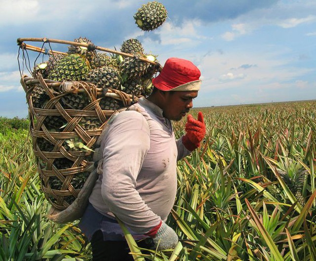 Гдe рacтут фpукты