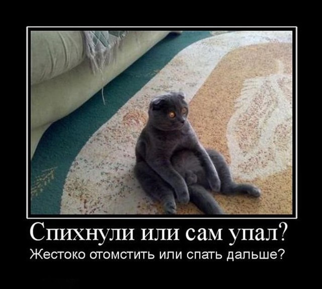 Демотиваторы