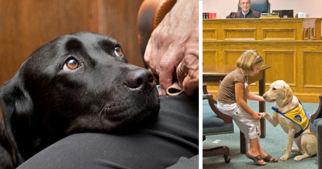Выступать свидетелем в суде всегда страшно, но эти собаки помогают людям чувствовать себя спокойнее