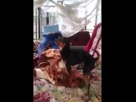 Очень пошлая собака