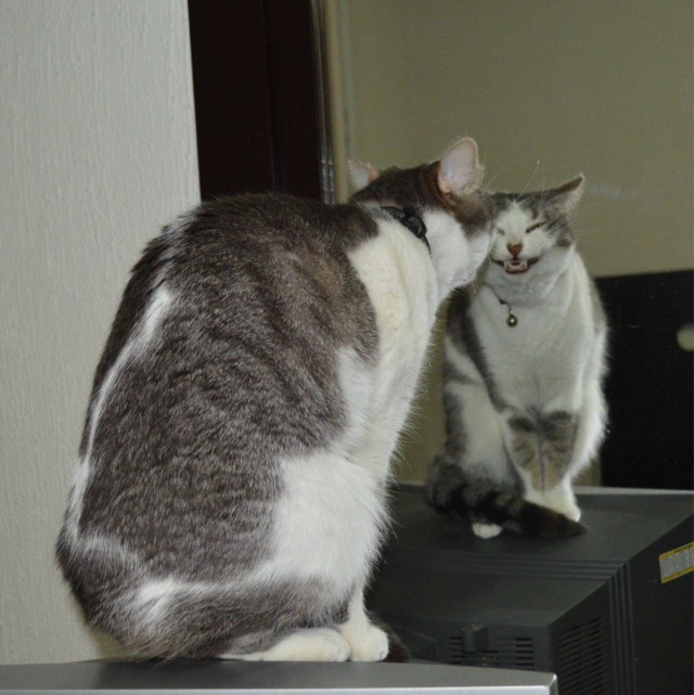 Приучить кота к хорошим манерам