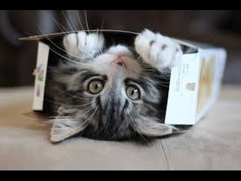 Клевые Приколы с кошками