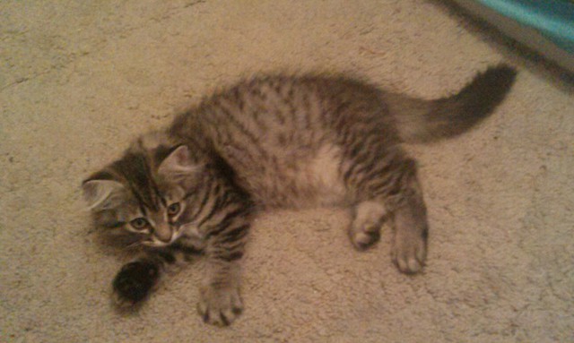 Продолжение поста о хорошем настроении!!! Кошаки!!! 