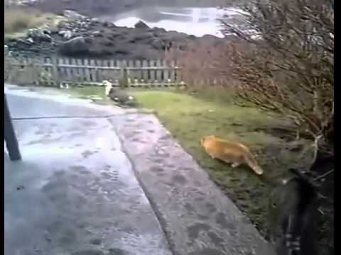 Кот на охоте