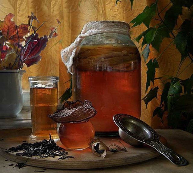 Как вырастить чайный гриб с нуля дома