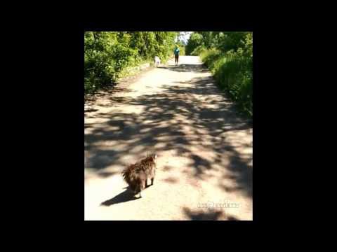 Котогопник 