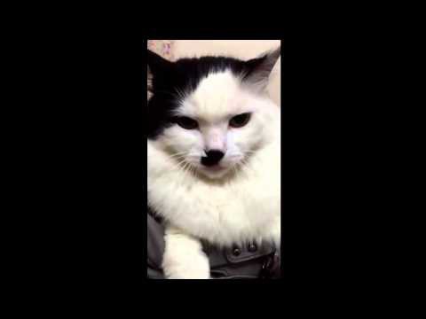 Злюка кот 
