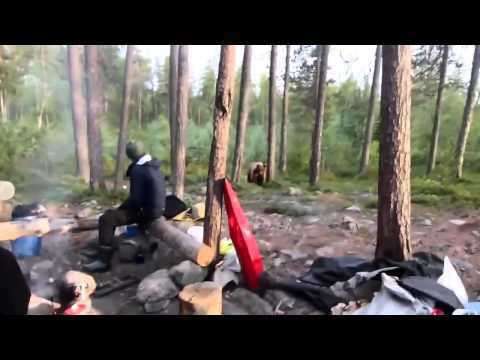 Как правильно прогнать медведя