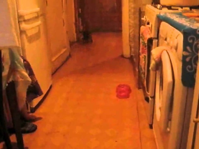 Кошка приносит апорт 