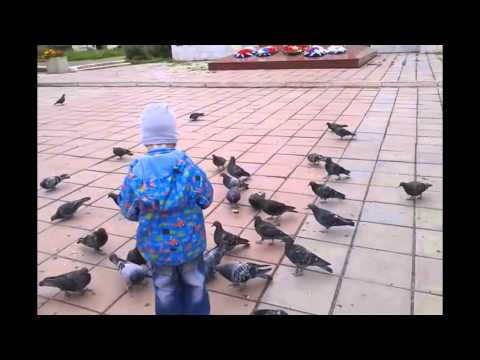 Наглые голодные голуби