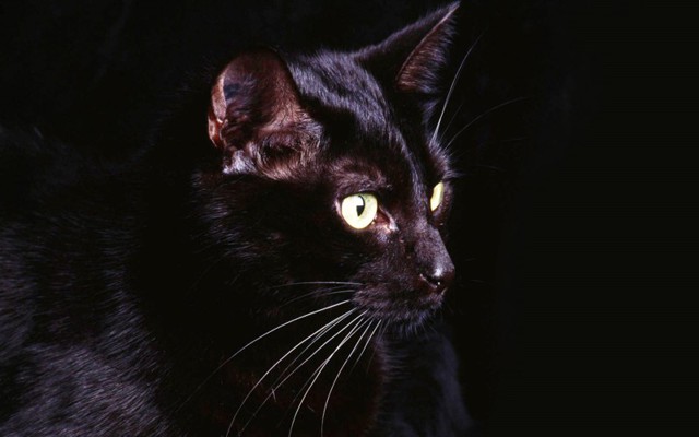 Чёрное чудо