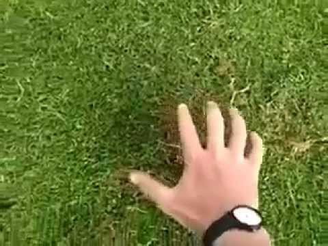 Как поймать крота