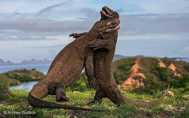 Великолепные снимки участников фотоконкурса Wildlife Photographer of  