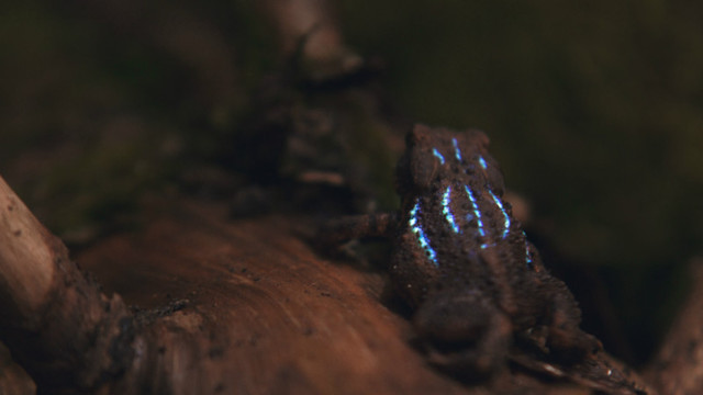 Проект «Bioluminescent Forest»: лес, который светится изнутри