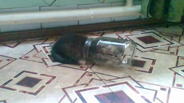 Котенок и банка 