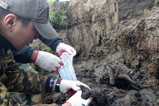 Из вечной мерзлоты Сибири выкопали щенка возрастом 12 000 лет