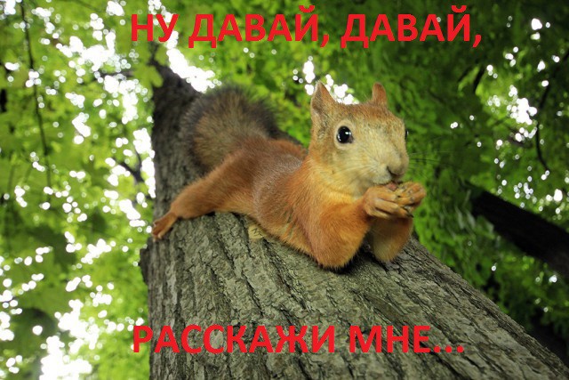 Новая версия: ну давай расскажи мне, семки есть