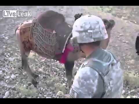 "Ну тупые американцы," - теперь я полностью согласен с Задорновым!