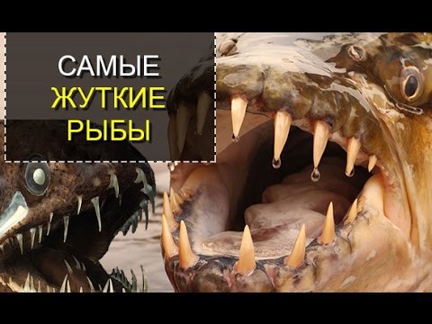 Самые жуткие рыбы в Мире