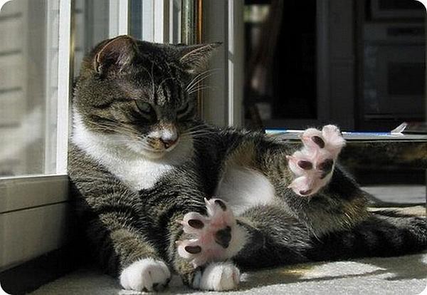  10 самых необычных кошачьих повадок