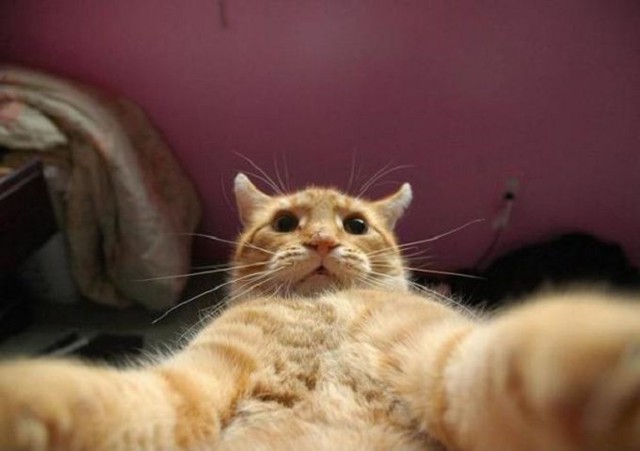 23 снимка, которые доказывают, что крутости котов нет предела