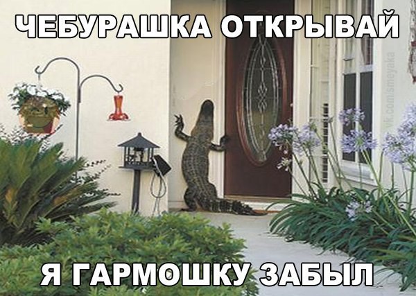 Смешные картинки с надписями