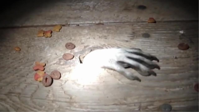 Енот из фильма ужасов