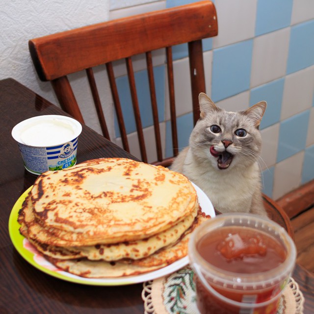 Кот Джаз