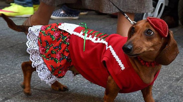 Dachshund Parade 2015 в Кракове