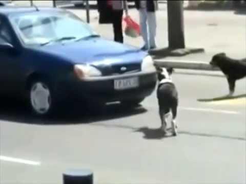 Не сигналь собаке