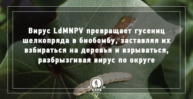 9 фактов о зомби