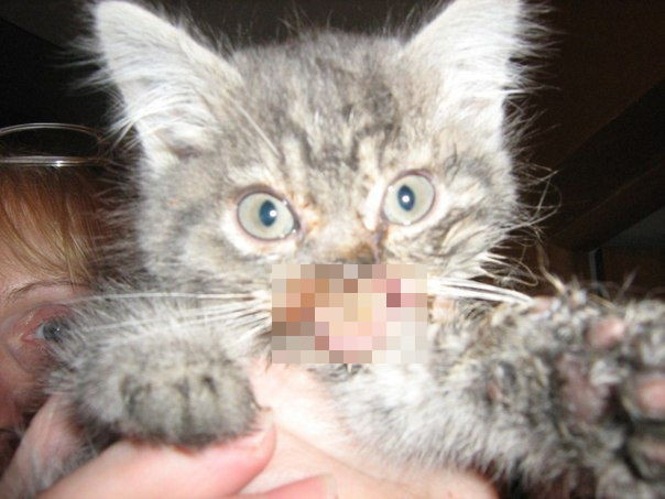 Котёнок мышкин