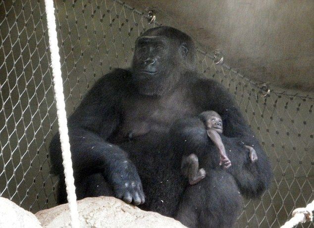 Убитая горем горилла не хочет расставаться с мертвым детенышем