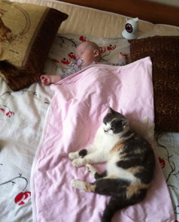 Почему кошки любят спать в ногах? Лечат ли кошки человека?