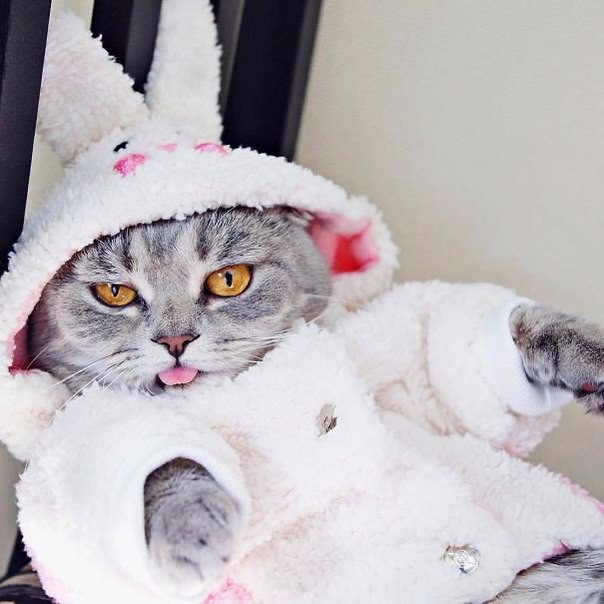 Смешная кошка Мелисса