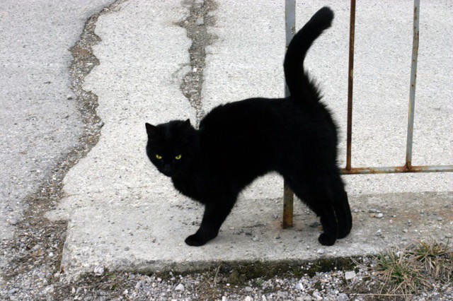 Хана барсику (хозяевам котов на заметку)
