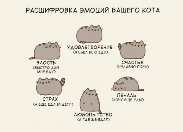 Жизнь с котами и кошками 