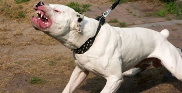 Щенячьи радости (Рубрика: Старые бояны)