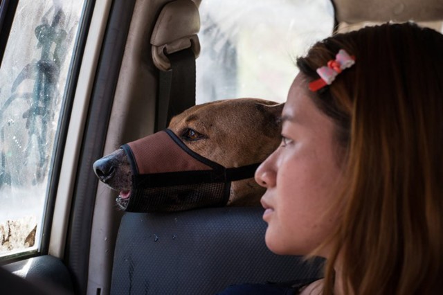 Трогательная история о девушке, которая спасает бездомных собак
