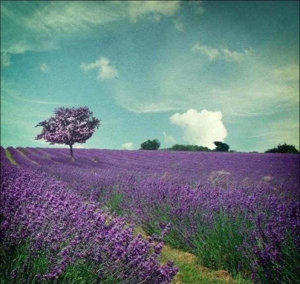 Лавандовый Прованс, Франция