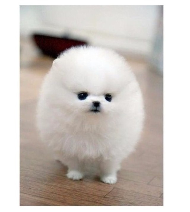 Померанский шпиц