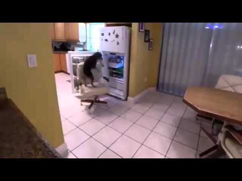 Эта собака голодная не останется 