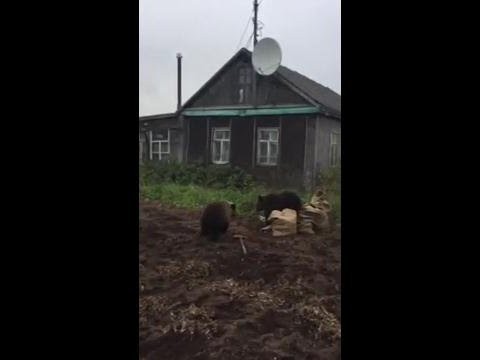 Медведи воруют картошку